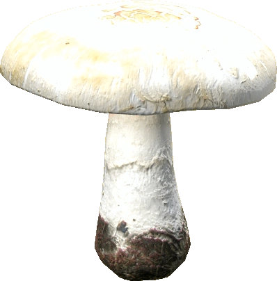 Field Mushroom