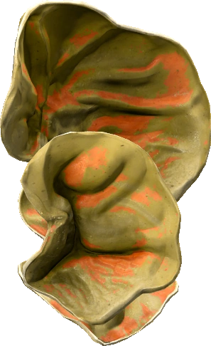 Wood Ear