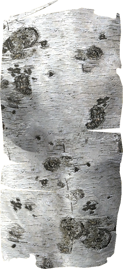 Light Bark