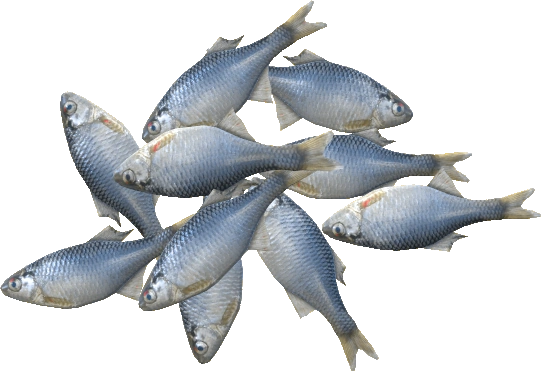 Bitterlings