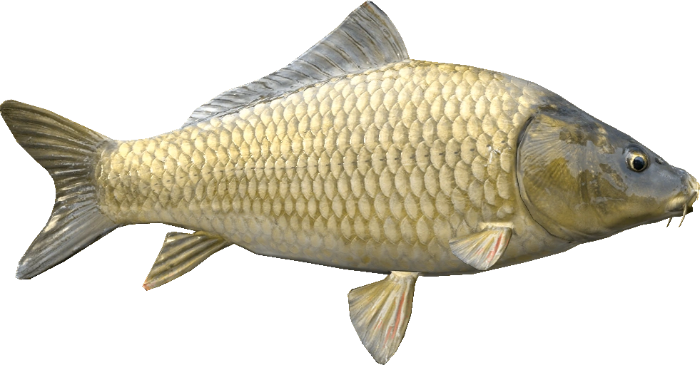 Carp