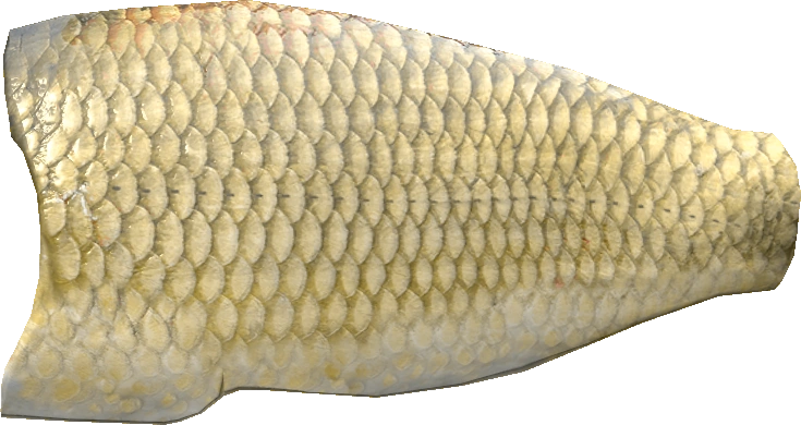 Carp Fillet