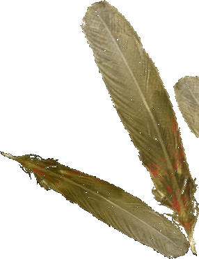 Chicken Feathers