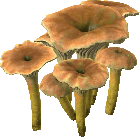 Yellowfoot Mushroom