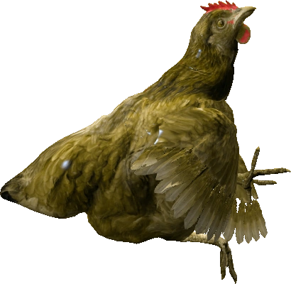 Hen