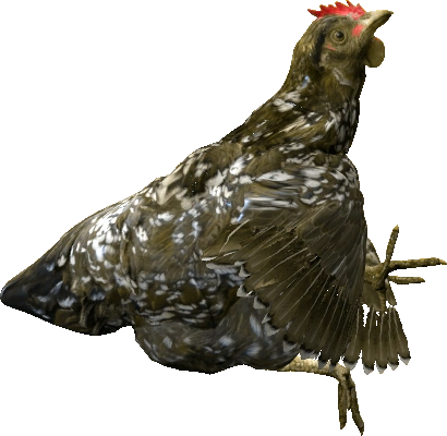 Hen
