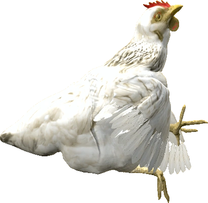 Hen