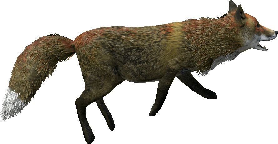 Red Fox