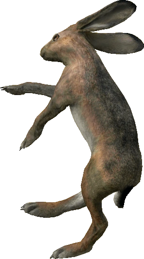 Hare