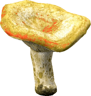 Red Pine Mushroom