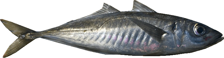 Mackerel