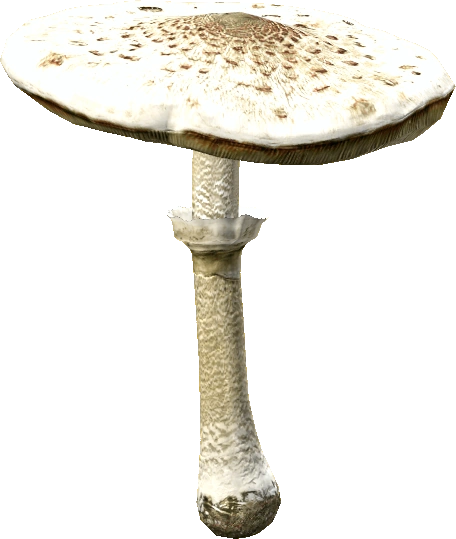 Parasol Mushroom