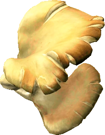 Oyster Mushroom