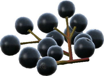 Elderberries