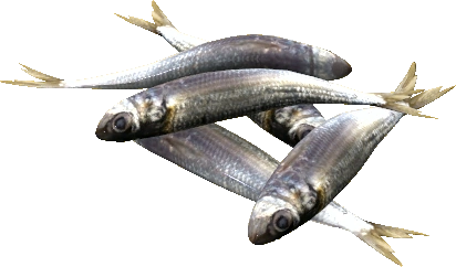Sardines
