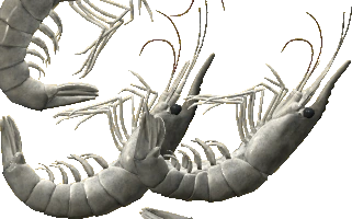 Shrimp