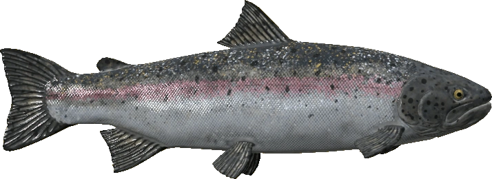 Steelhead Trout