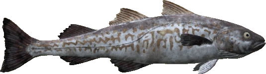 Walleye Pollock