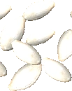 Zucchini Seeds
